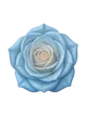 Blue Rose