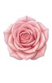 Pink Rose
