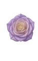 Purple Rose