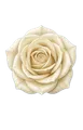 White Rose